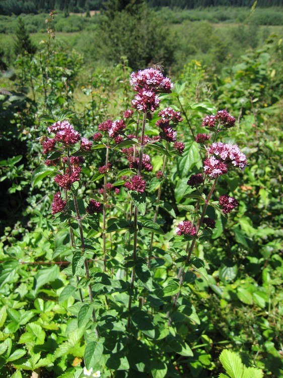 Origanum vulgare
